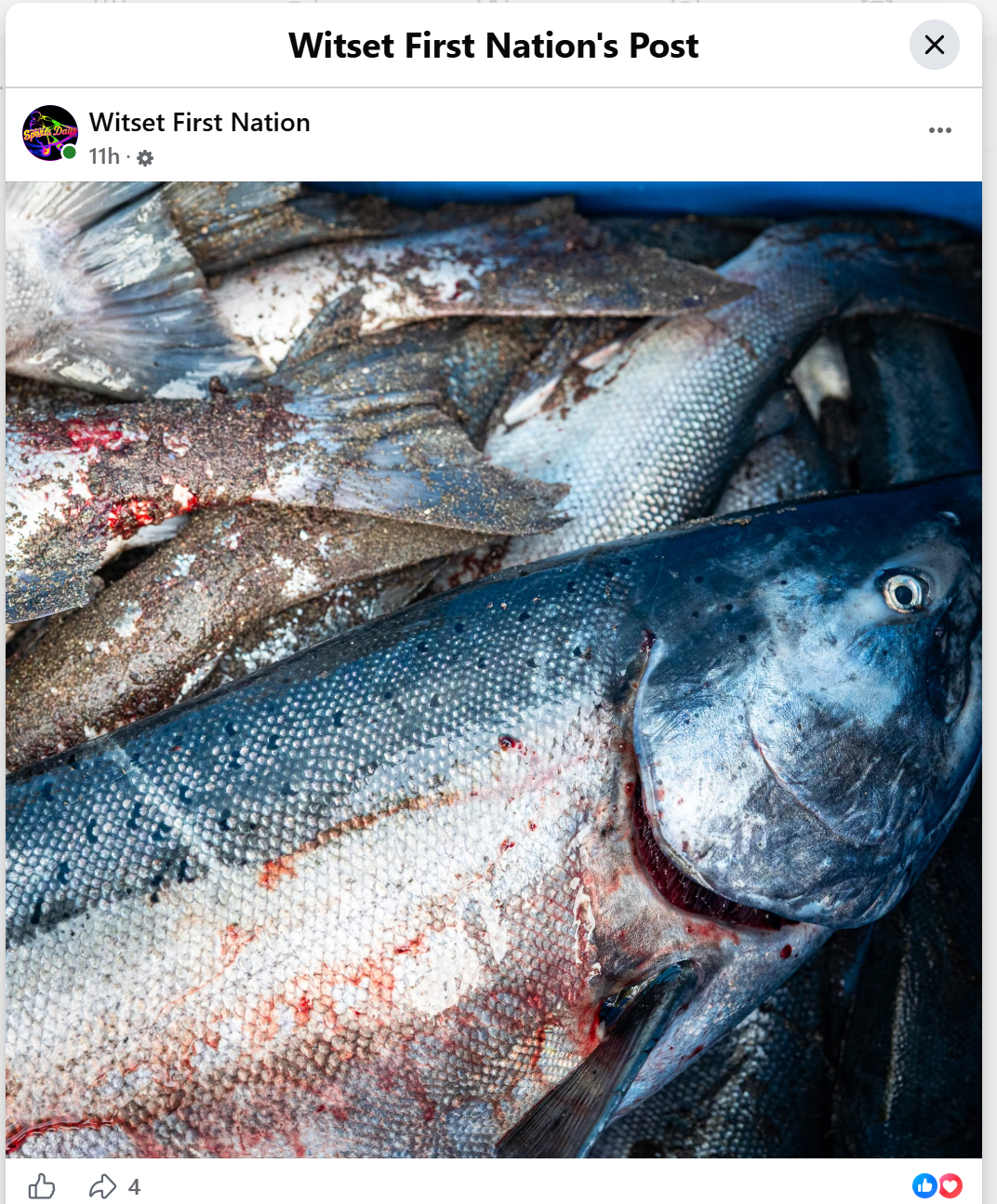 Plundering the Bulkley River Sockeye